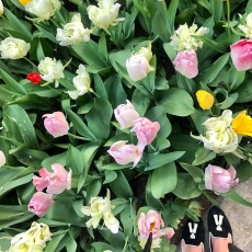 My favorite tulips I think